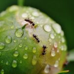 Mravenci v bytě: 7 tipů na jejich likvidaci