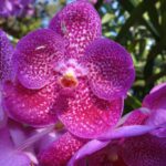Jak pěstovat orchidej a jak se postarat o nejčastější problémy