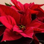 Vánoční hvězda: Jak o rostlinu pečovat, aby na Vánoce krásně kvetla?