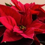 vanocni-hvezda-Poinsettia