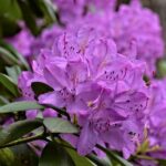 rododendron