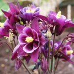 aquilegia-248576_1920