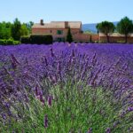 levandulove-pole-provence