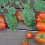 Rajčata dozrávají: Jak uspíšit zrání a vypěstovat velmi chutná rajčata