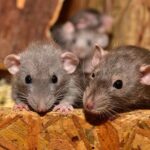 5 tipů, jak se doma zbavit myší
