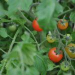 Co dělat s chorobami, škůdci a dalšími problémy rajčat