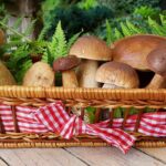 Houbařská sezóna: Jak houby sbírat a zpracovat, aby vydržely co nejdéle