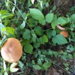 Houbařská sezóna: Jak naložit houby